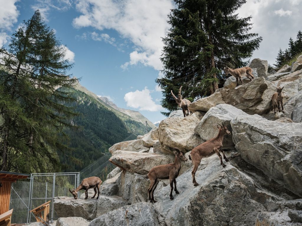 Steinböcke in ihrer Heimat - Es ist durchaus spannend, die Steinböcke so nah beobachten zu können.  - © Thomas Schrott, himmel